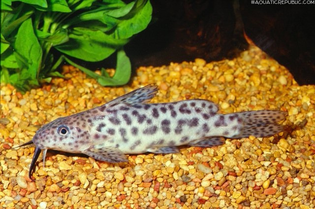 Synodontis waterloti