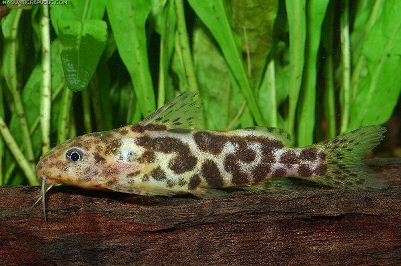 Synodontis waterloti