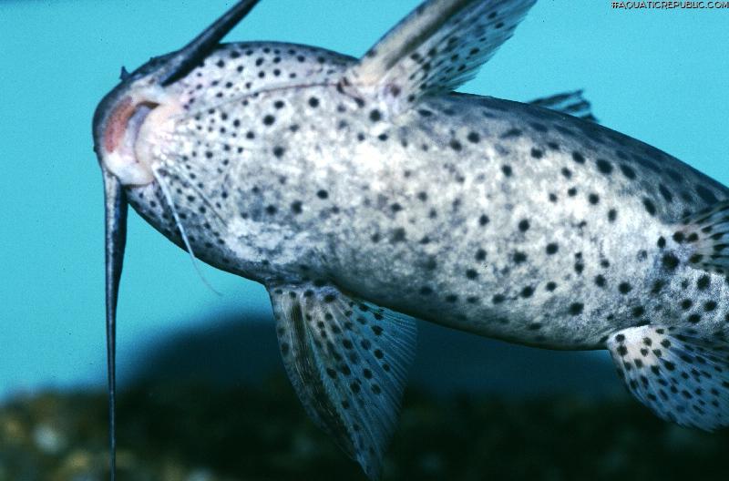 Synodontis waterloti