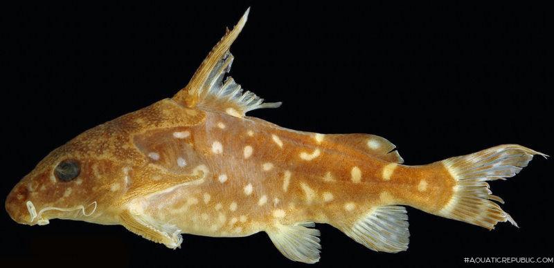 Synodontis woleuensis