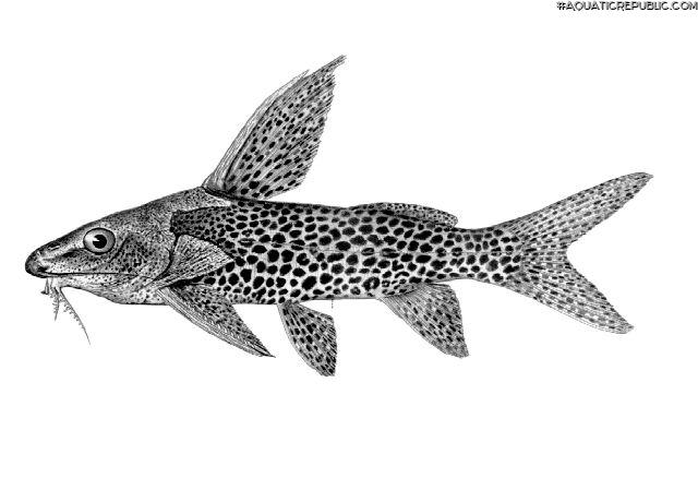 Synodontis woosnami