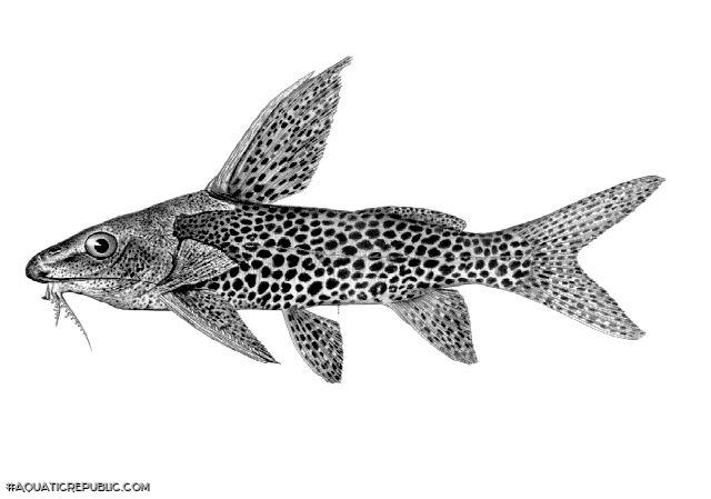 Synodontis woosnami