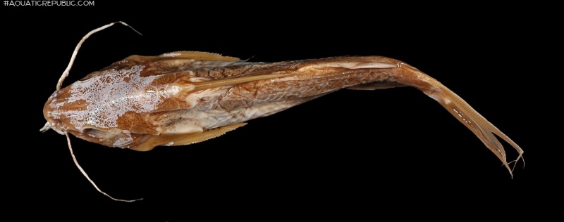 Synodontis zanzibaricus