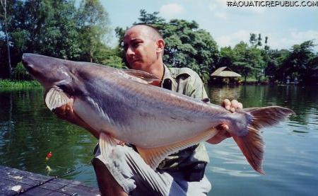 Pangasianodon hypophthalmus