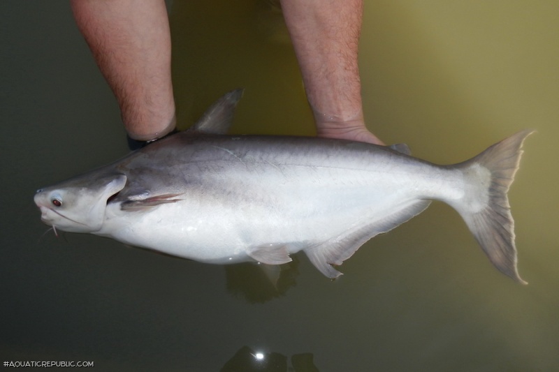 Pangasius conchophilus