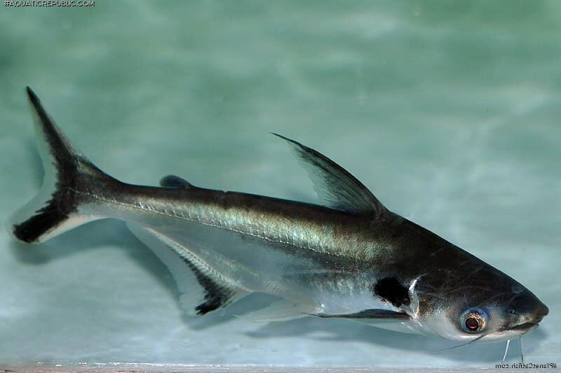 Pangasius larnaudii