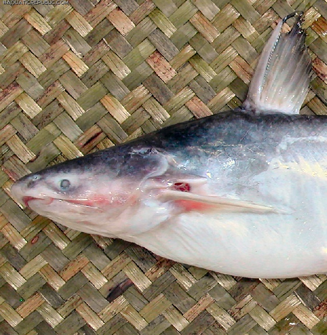 Pangasius nasutus