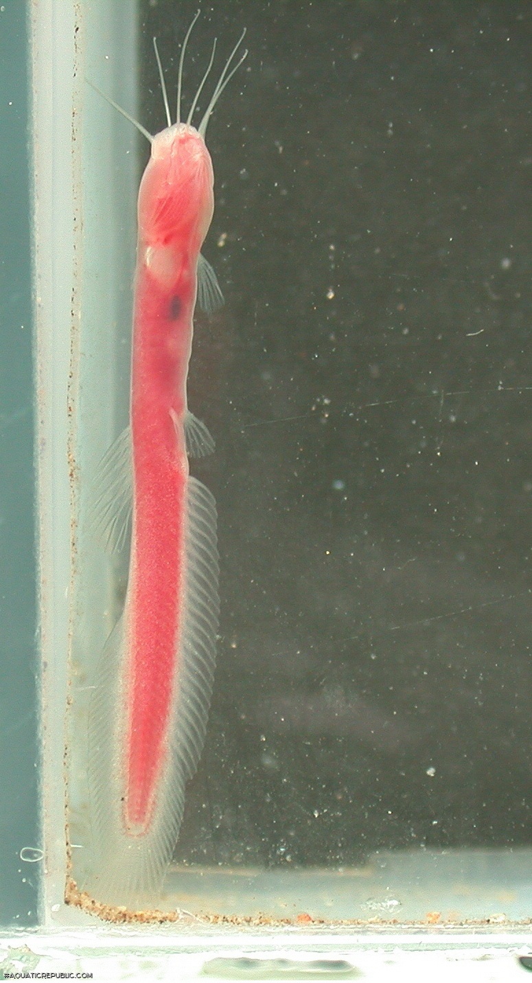 Phreatobius dracunculus