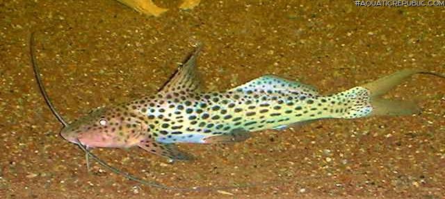 Aguarunichthys cf. torosus