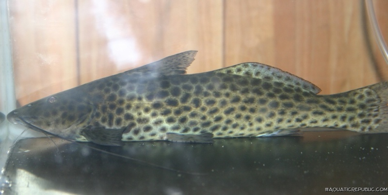 Aguarunichthys tocantinsensis