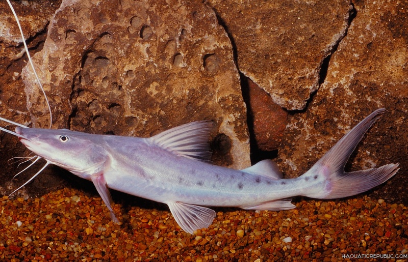 Brachyplatystoma filamentosum