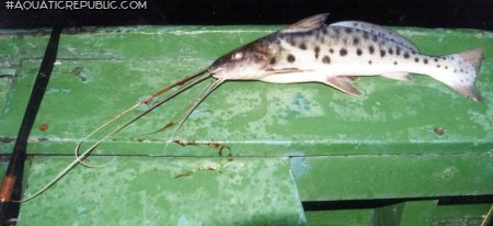 Calophysus macropterus