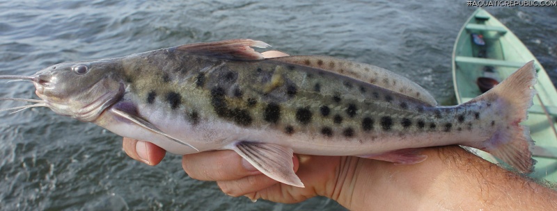 Calophysus macropterus