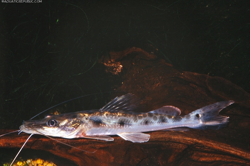 Hemisorubim platyrhynchos