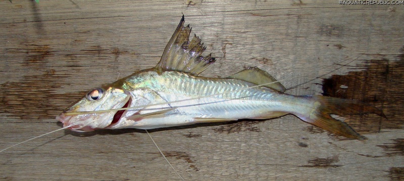 Iheringichthys labrosus