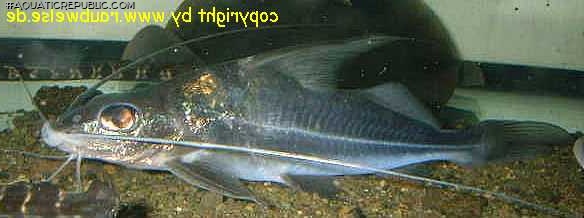 Iheringichthys labrosus