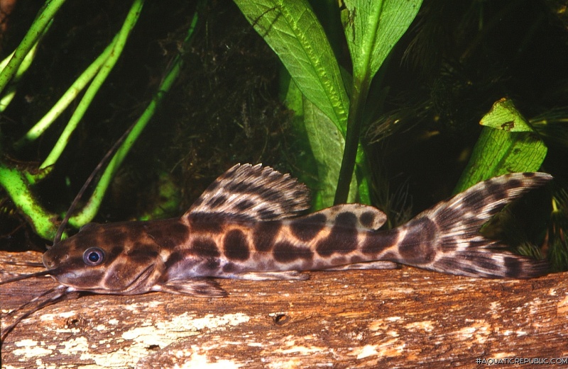 Leiarius marmoratus