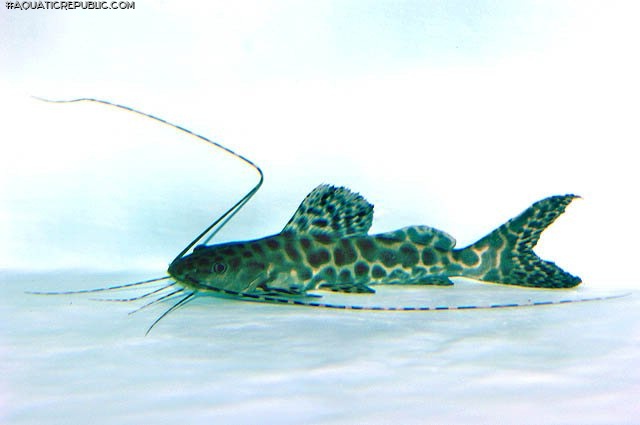 Leiarius marmoratus