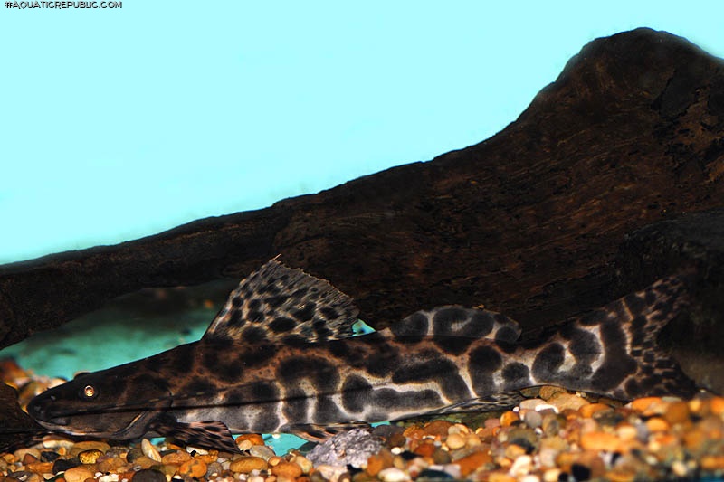 Leiarius marmoratus