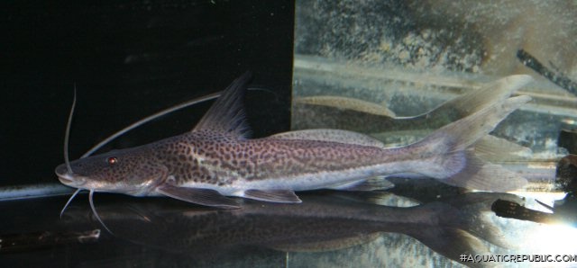 Luciopimelodus pati