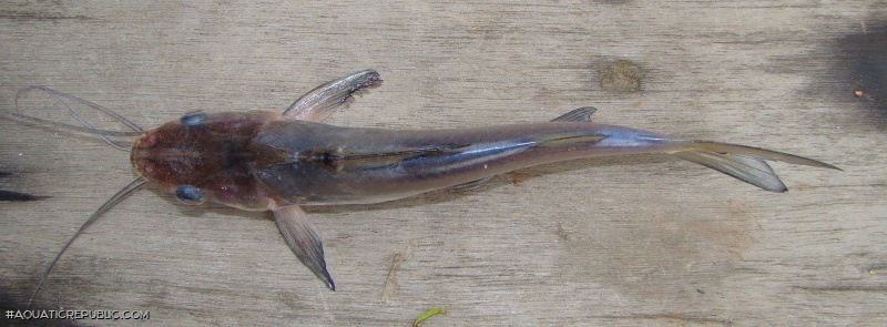 Parapimelodus nigribarbis