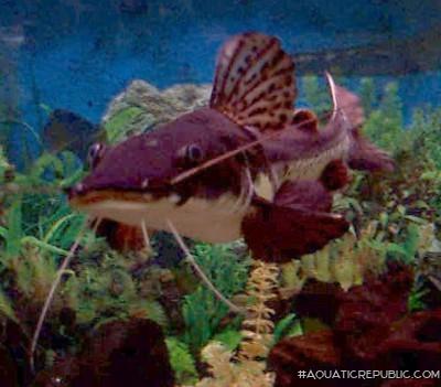 Phractocephalus sp. hybrid(1)