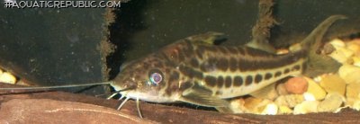 Pimelodus albofasciatus