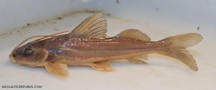 Pimelodus atrobrunneus