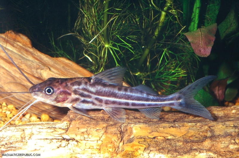 Pimelodus blochii