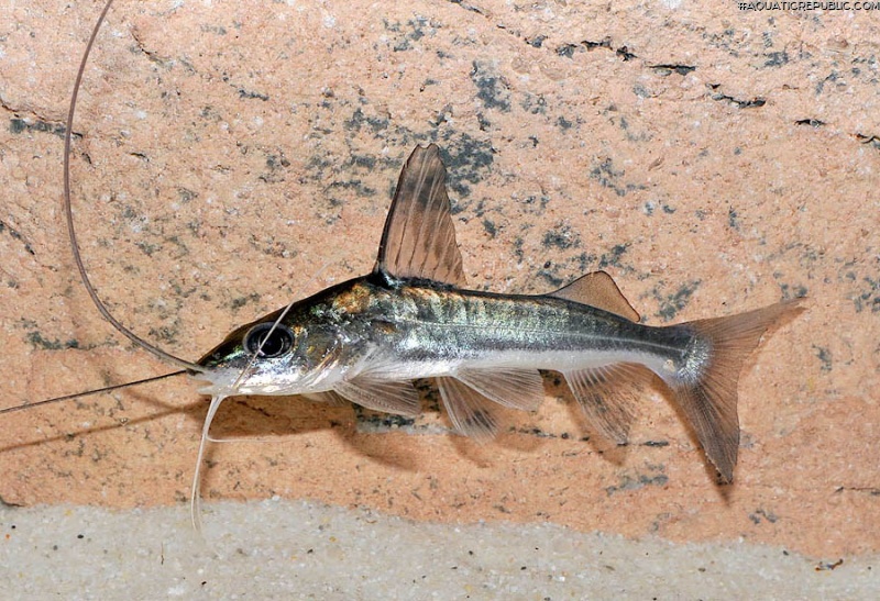 Pimelodus blochii