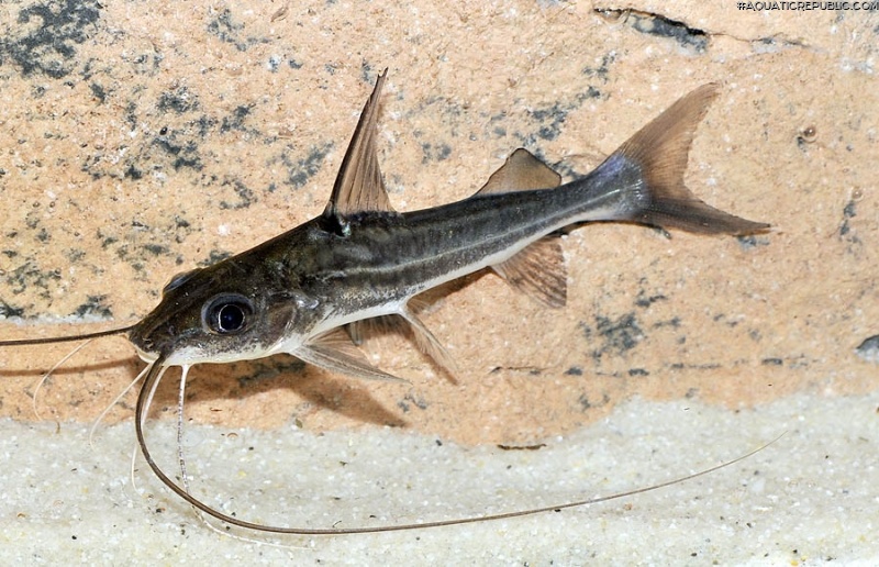 Pimelodus blochii