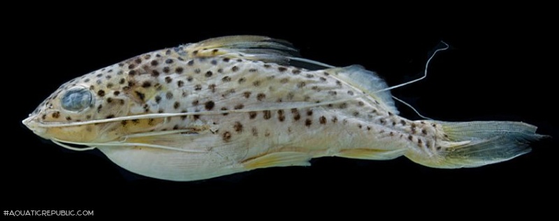 Pimelodus luciae