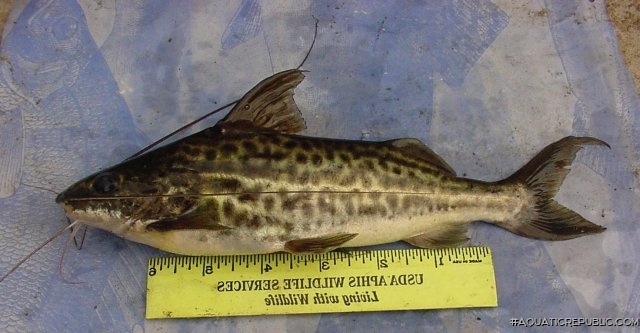 Pimelodus maculatus