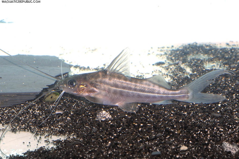 Pimelodus maculatus