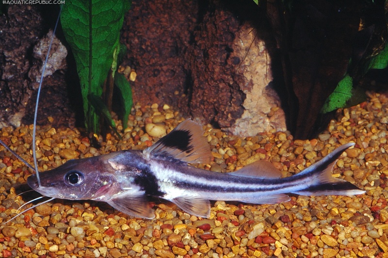 Pimelodus ornatus