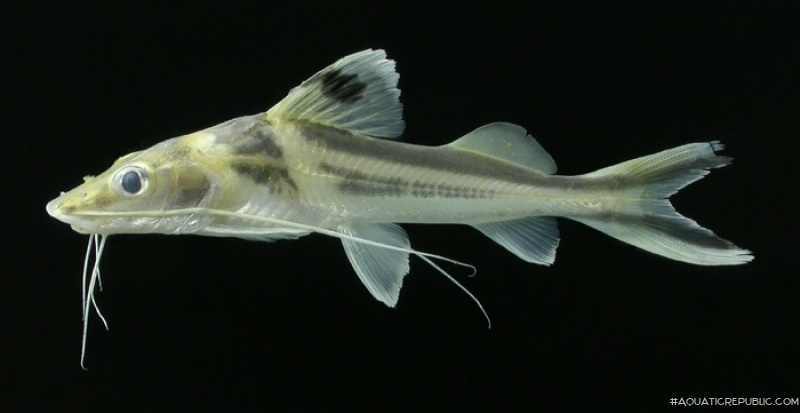 Pimelodus ornatus