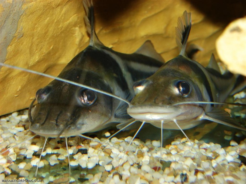 Pimelodus ornatus