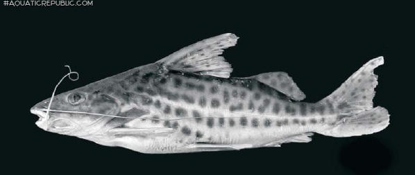 Pimelodus pantaneiro