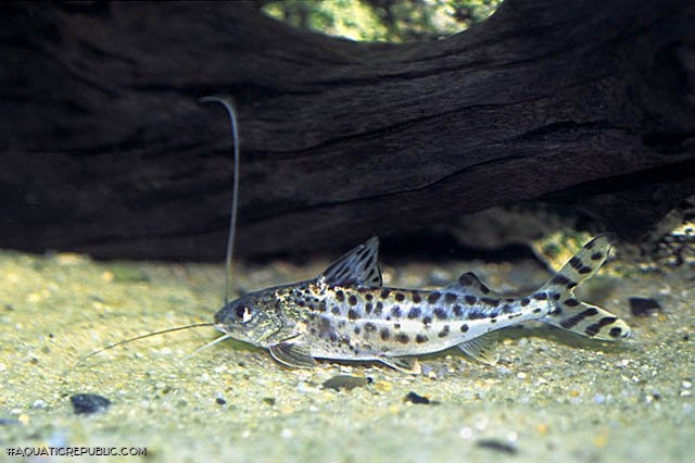 Pimelodus pictus