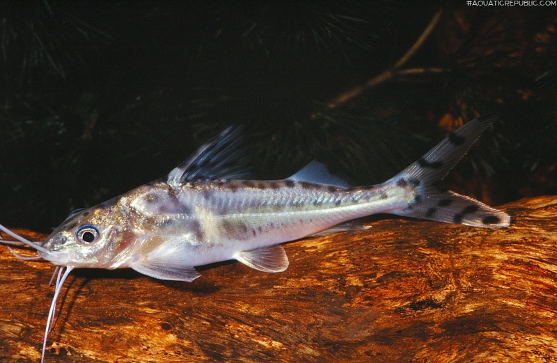 Pimelodus pictus