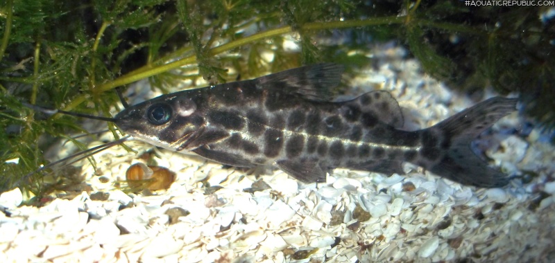 Pimelodus punctatus