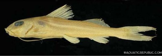 Pimelodus stewarti