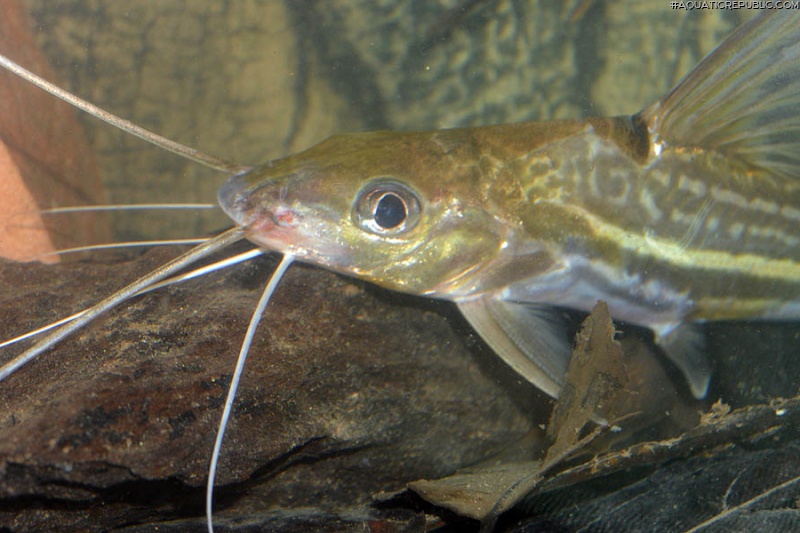 Pimelodus tetramerus