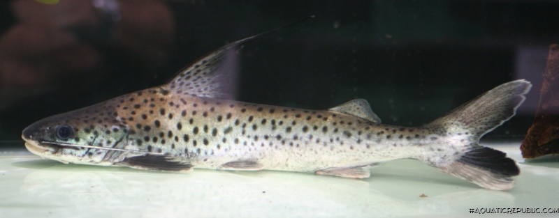 Platynematichthys notatus