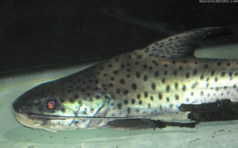 Platynematichthys notatus