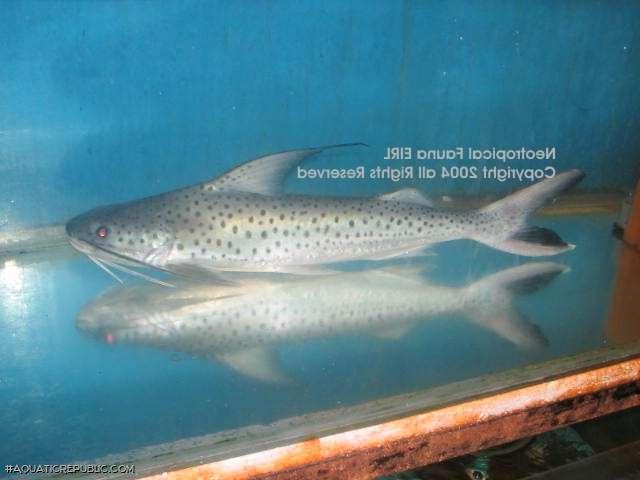 Platynematichthys notatus