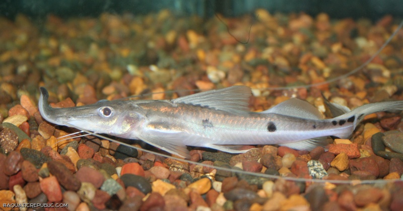 Platystomatichthys sturio