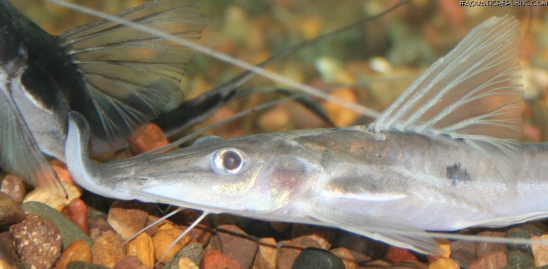 Platystomatichthys sturio