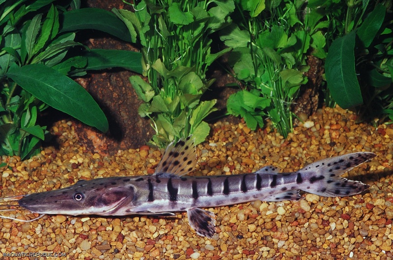 Pseudoplatystoma tigrinum