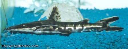 Pseudoplatystoma tigrinum